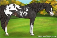 Horse Color:Liver Chestnut Sabino Appaloosa 
