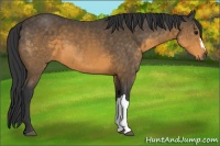 Horse Color:Buckskin 