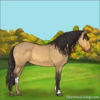 Horse Color:Buckskin Dun