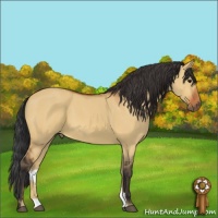 Horse Color:Bay Dun