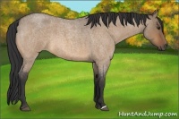 Horse Color:Bay Roan Dun