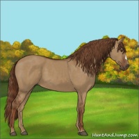 Horse Color:Red Dun 