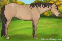 Horse Color:Amber Champagne Roan 