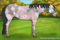 Horse Color:Black Ice 