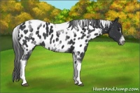 Horse Color:White Spotted Black Splash Tobiano Frame Appaloosa 