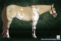 Horse Color:Liver Red Dun Sabino 