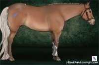 Horse Color:Silver Brown Sabino Tobiano