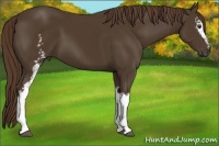 Horse Color:White Spotted Liver Chestnut 