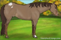 Horse Color:Liver Red Dun Appaloosa