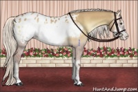 Horse Color:Silver Buckskin Onyx Sabino Frame Appaloosa Rabicano 