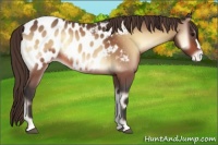 Horse Color:Buckskin Onyx Near Leopard 