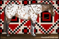 Horse Color:Buckskin Appaloosa 
