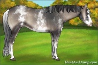 Horse Color:White Spotted Blue Onyx Splash 