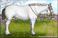 Horse Color:White Spotted Buckskin Frame Appaloosa 