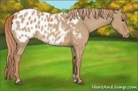 Horse Color:Red Dun Appaloosa