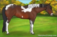 Horse Color:Bay Tobiano Frame 