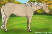 Horse Color:Palomino Roan 