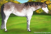 Horse Color:White Spotted Bay Roan Splash 
