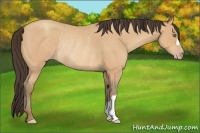 Horse Color:Amber Champagne Roan Rabicano 