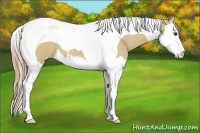 Horse Color:Red Dun Splash Tobiano