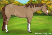 Horse Color:Red Dun 