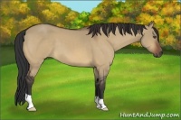 Horse Color:Bay Dun 