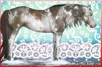 Horse Color:White Spotted Liver Chestnut