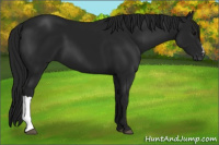 Horse Color:Gray Black 