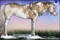 Horse Color:White Spotted Silver Buckskin Onyx Sabino 