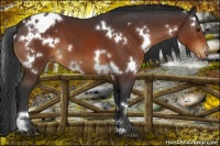 Horse Color:White Spotted Bay Appaloosa 