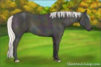 Horse Color:Midnight Cremello 