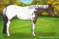 Horse Color:Brown Tobiano Near Fewspot 