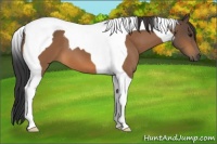 Horse Color:Buckskin Tobiano