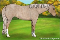 Horse Color:Palomino Roan 