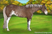 Horse Color:Silver Brown Sabino Varnish 