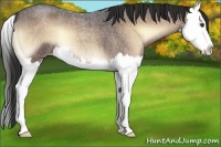 Horse Color:Liver Red Onyx Roan Splash 