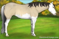 Horse Color:Buckskin Roan Dun Splash