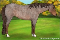 Horse Color:Liver Red Roan 