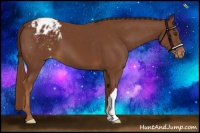 Horse Color:Chestnut Appaloosa