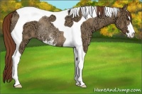 Horse Color:Red Dun Ice Sabino Tobiano Rabicano 