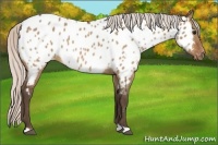 Horse Color:Silver Bay Roan Dun Appaloosa 