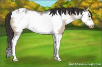 Horse Color:Brown Roan Dun Sabino Splash Frame Varnish Rabicano 