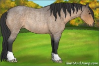 Horse Color:Buckskin Roan Rabicano 