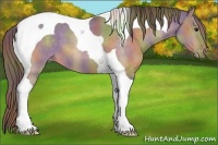 Horse Color:Nacre Buckskin Roan Dun Tobiano Appaloosa