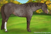 Horse Color:Liver Red Roan 