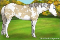 Horse Color:White Spotted Chocolate Palomino Dun Splash Appaloosa