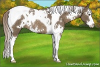 Horse Color:White Spotted Chocolate Palomino Splash Tobiano Rabicano 