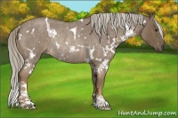 Horse Color:White Spotted Chocolate Palomino Roan Rabicano