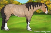 Horse Color:Buckskin Roan Dun Sabino Rabicano