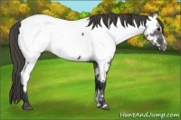 Horse Color:Grullo Sabino Near Fewspot Rabicano 